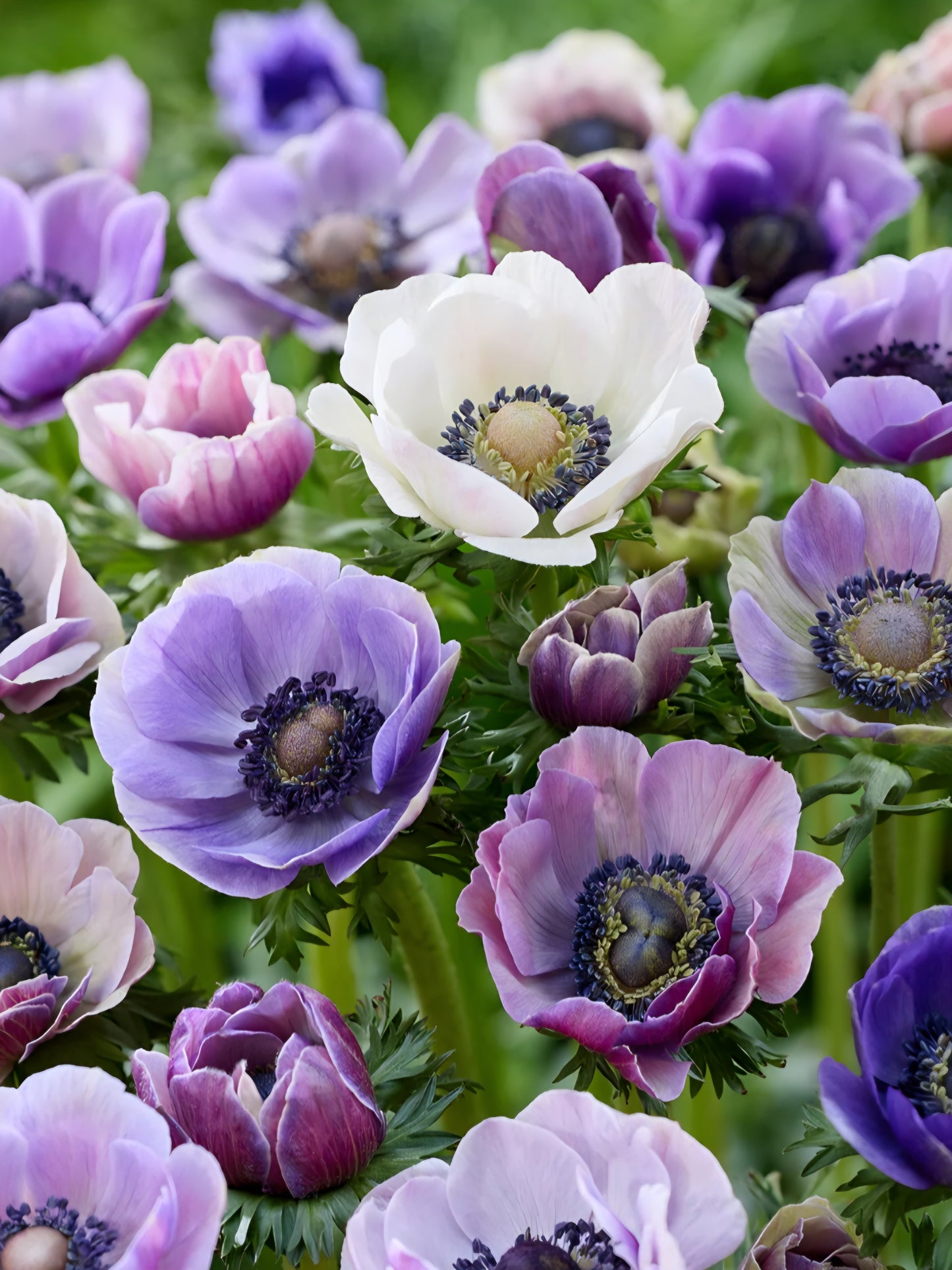 Anemone Pastel Mix (10)