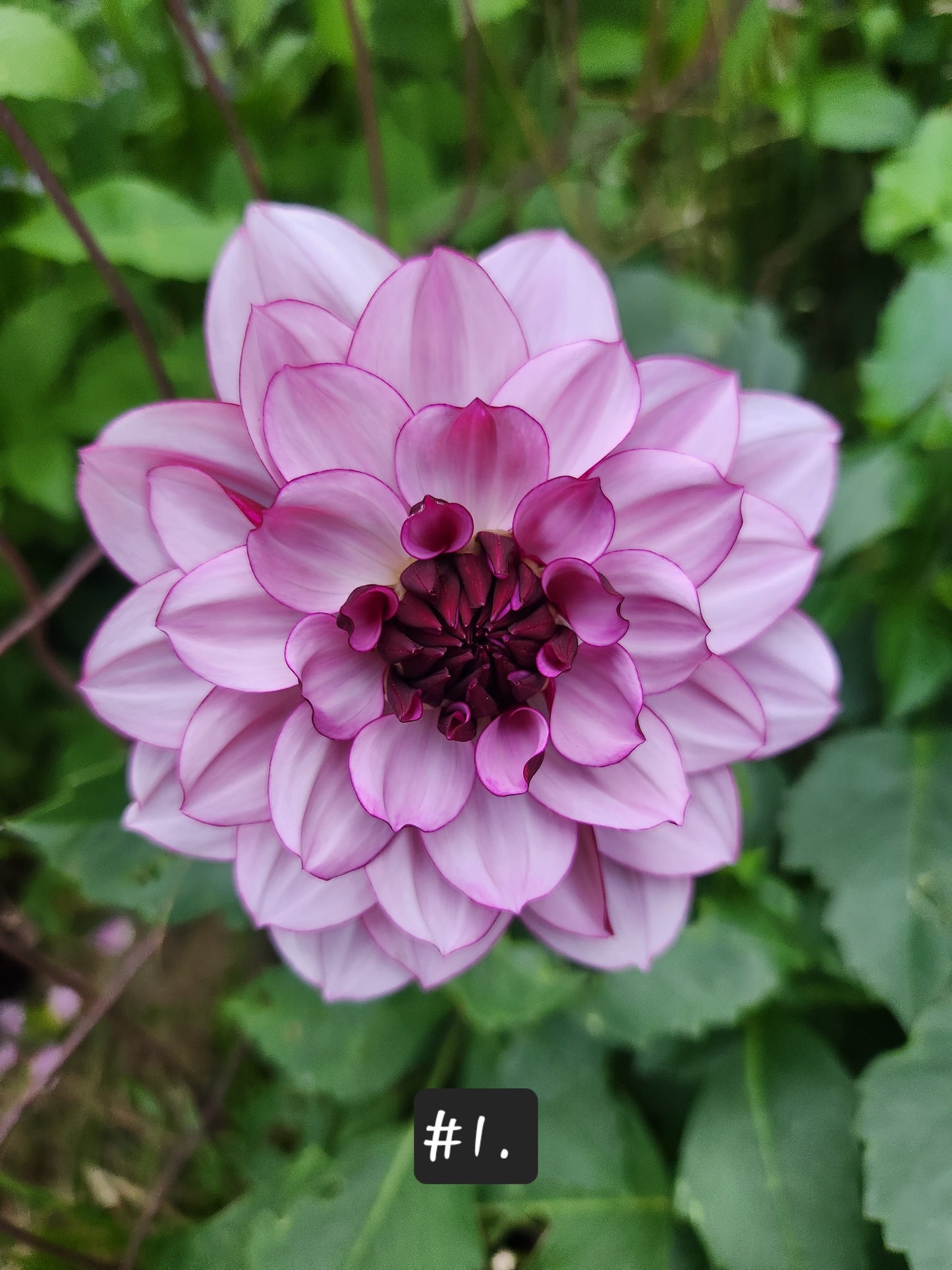 Dahlia Tuber Creme de Casis