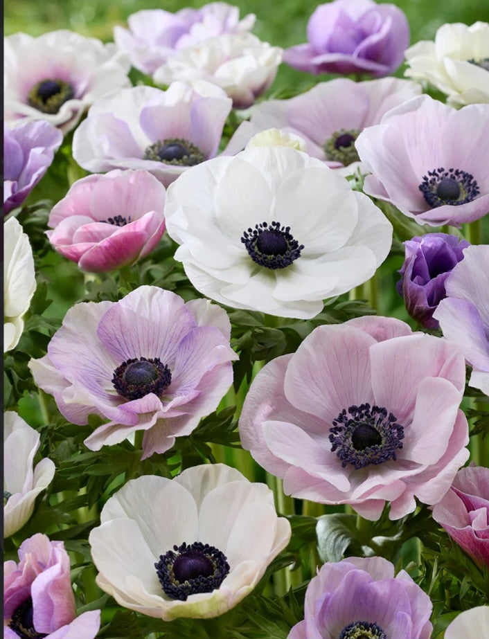 Anemone Pastel Mix (10)