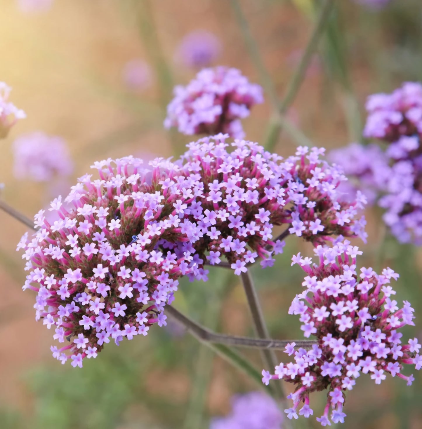 Verbena Bonariensis Purpletop Vervain