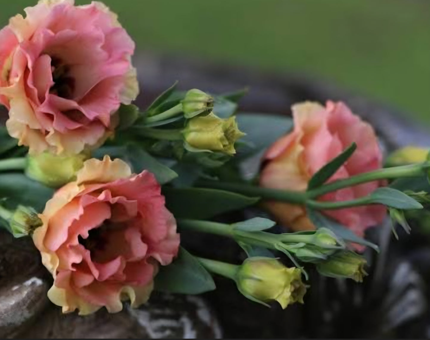 Lisianthus Little Summer Orange Plugs