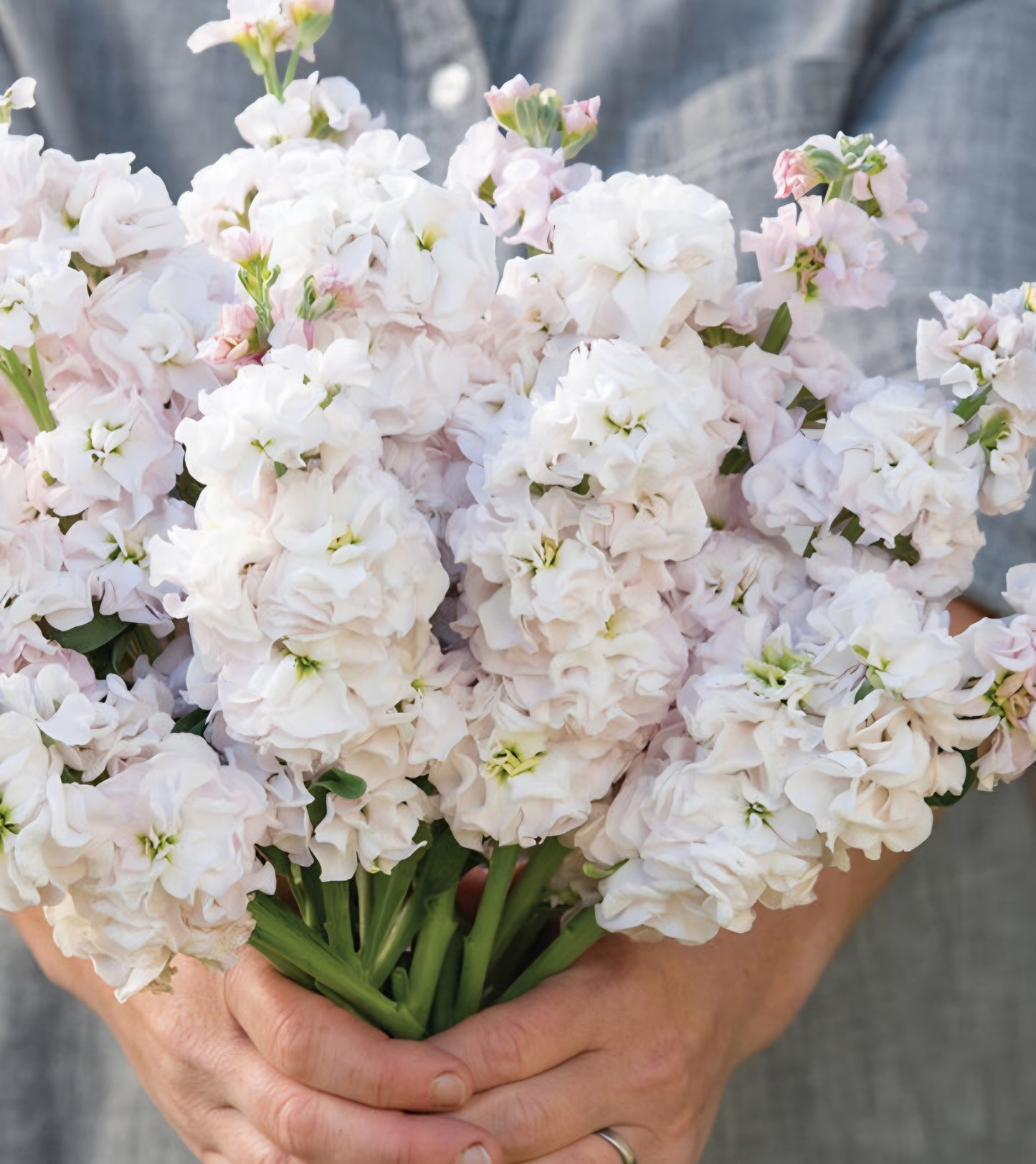 Iron Venus Cherry Stock Plugs