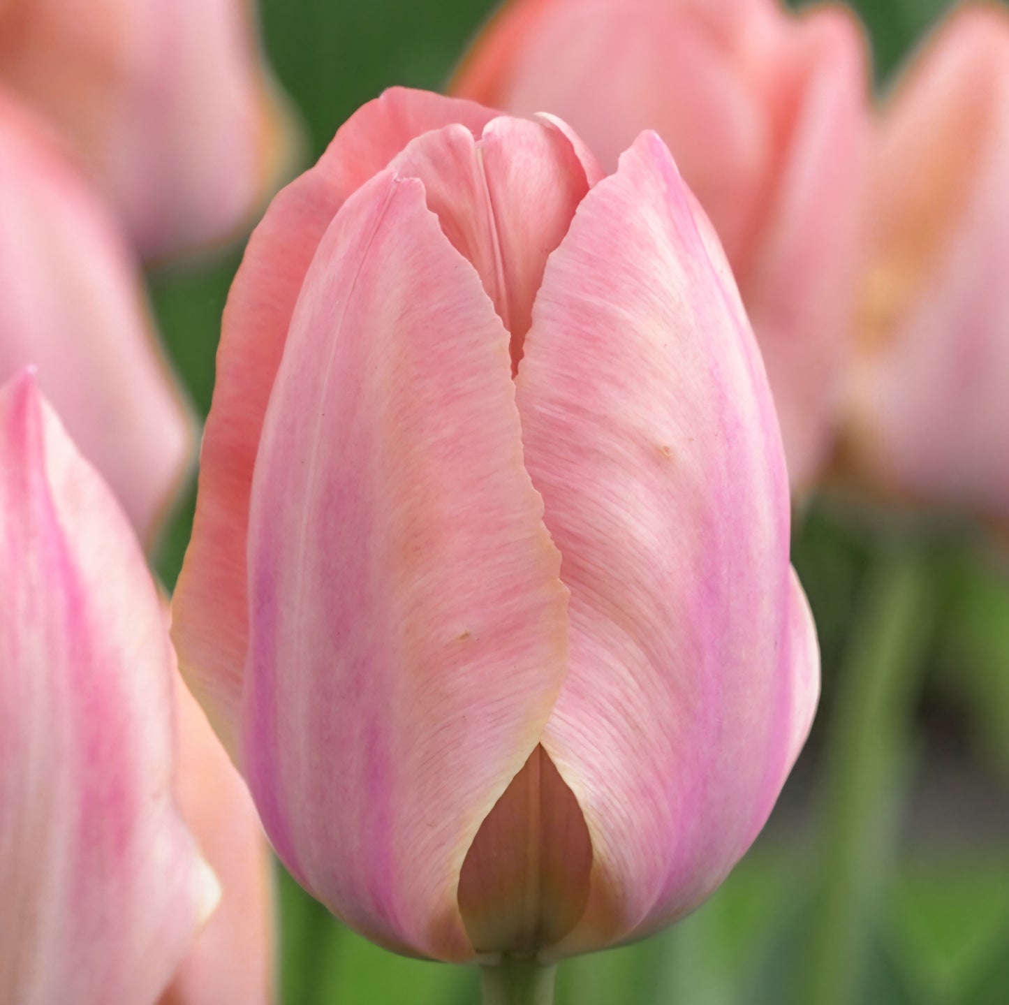 Salmon Van Eijk Darwin Hybrid Tulip Bulbs (10)