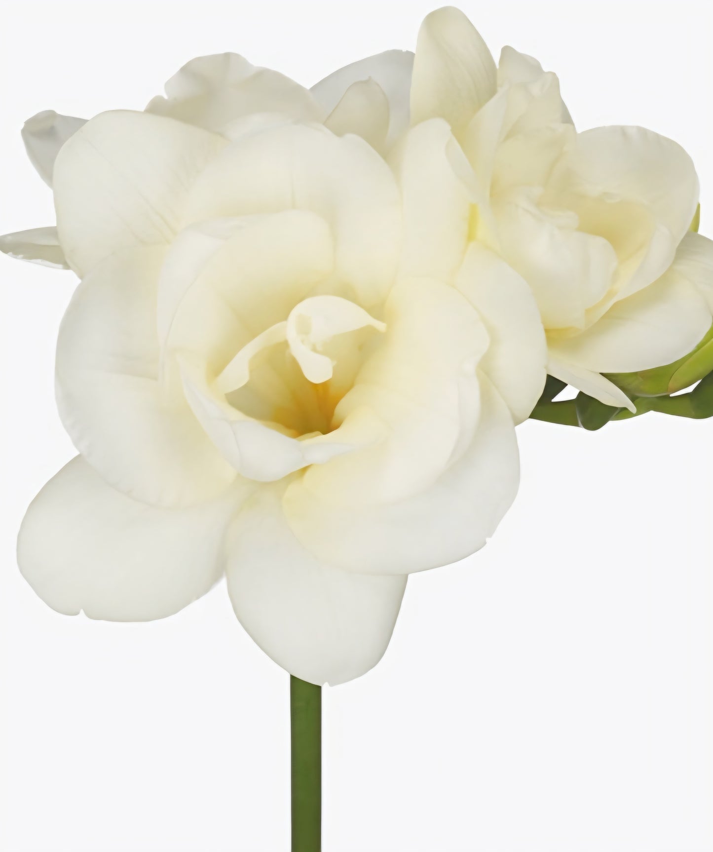 Freesia Double White Boulevard Bulbs (10)