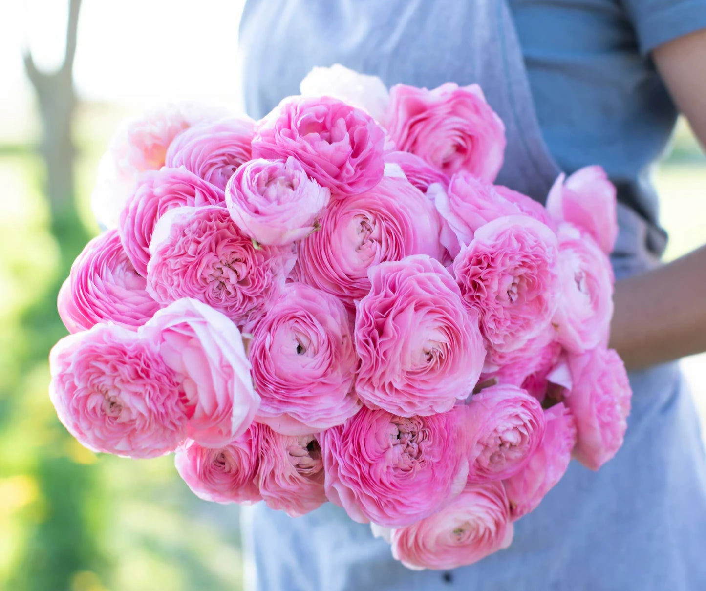 Pre-Sprouted Amadine Pink Barby Ranunculus Corms (6)