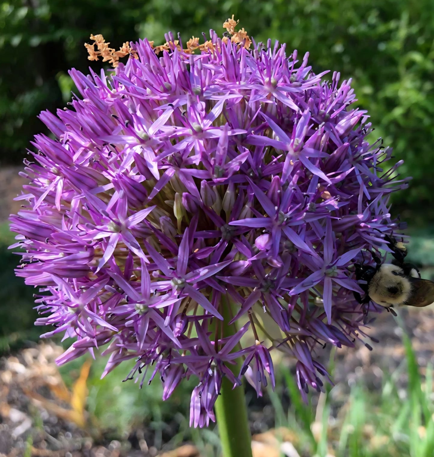 Allium Purple Sensation Bulbs (10)