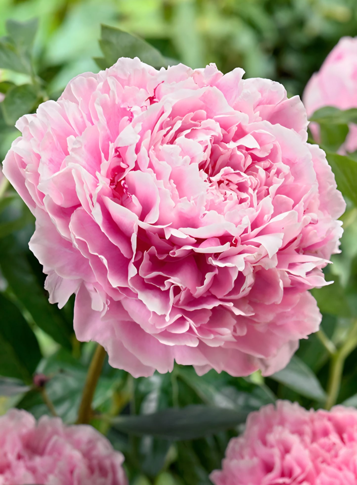 Sarah Bernhart Peony Root