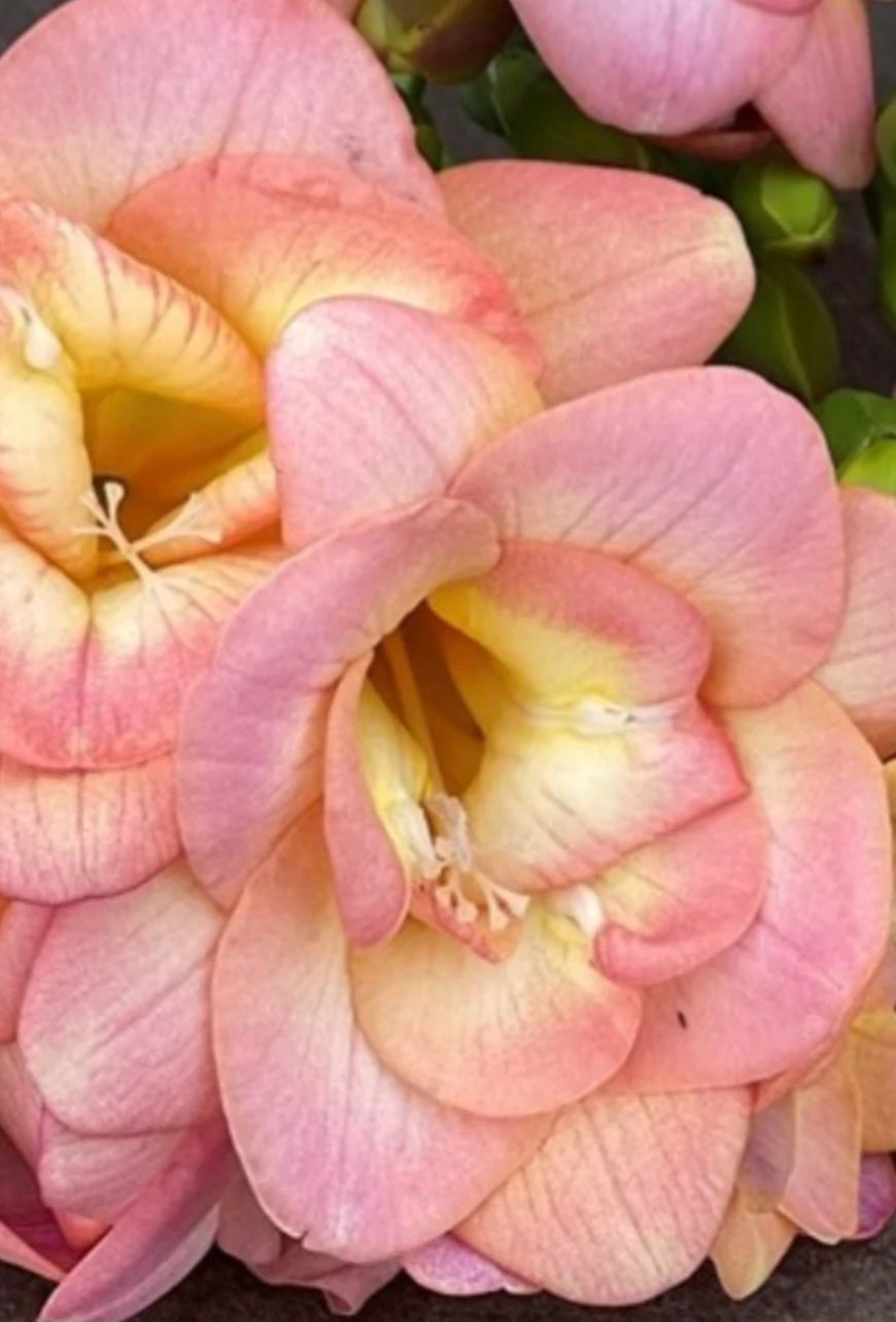 Double Freesia Peachy Queen Bulbs (10)