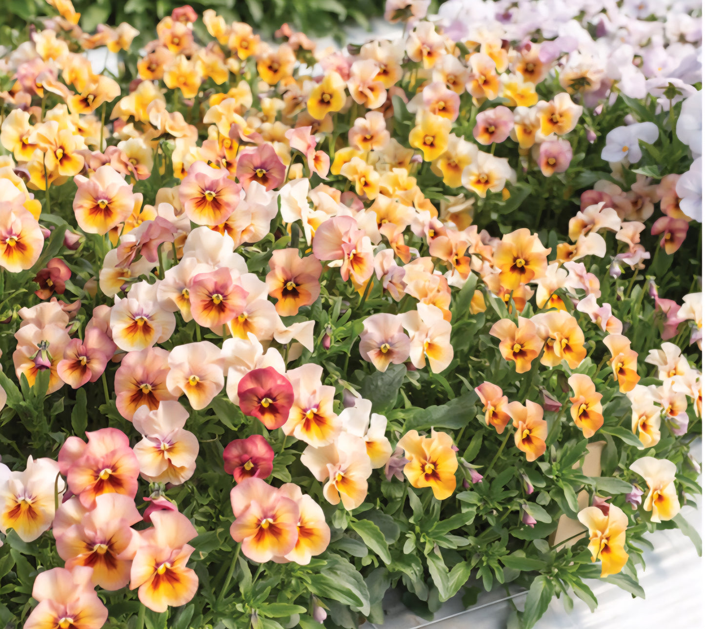 Viola Antique Shades Pansy Plugs