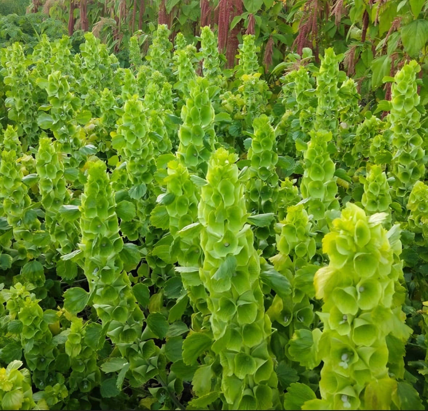 Bells of Ireland Plugs