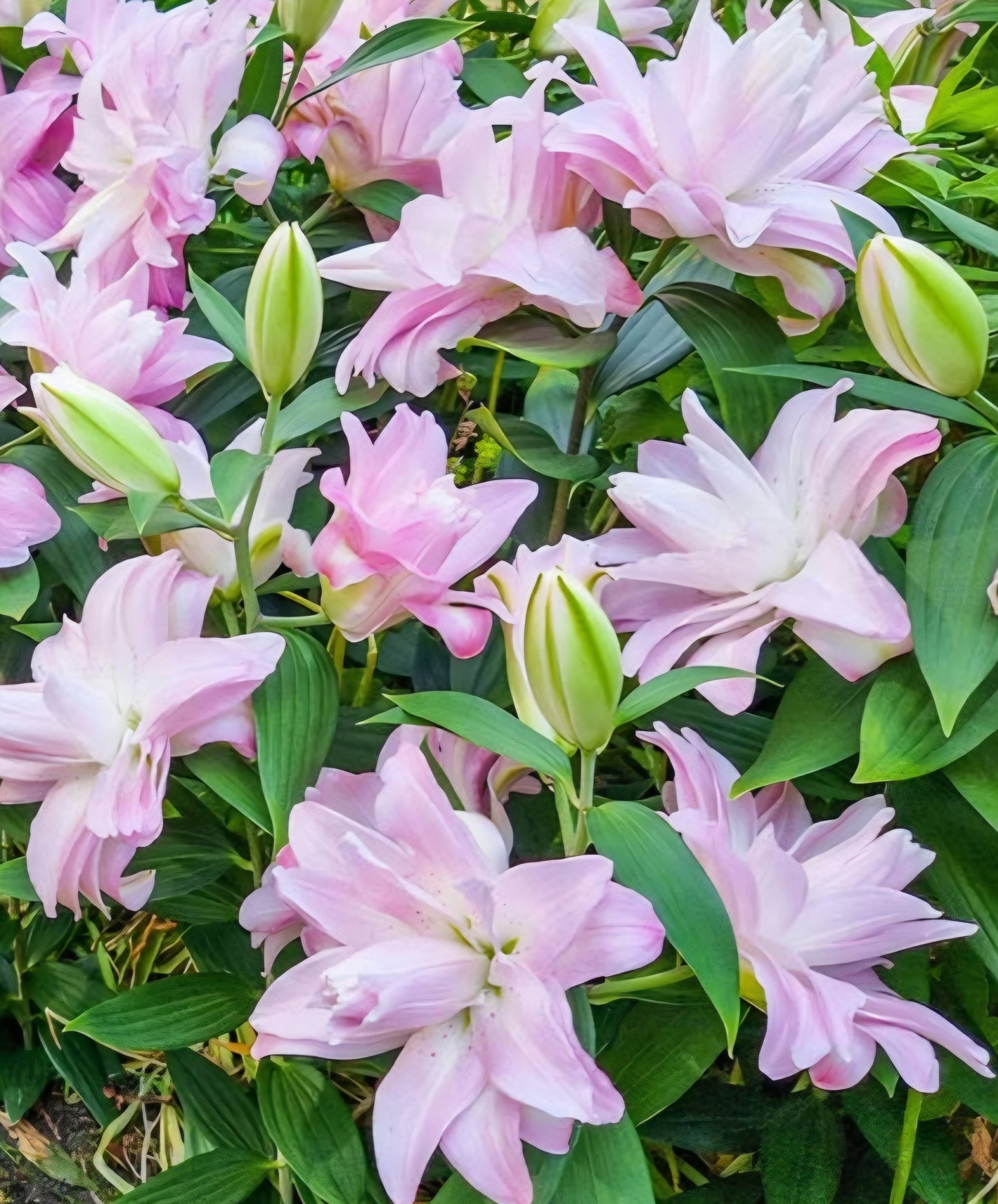 Waverider Oriental Double Lily Bulbs (5)
