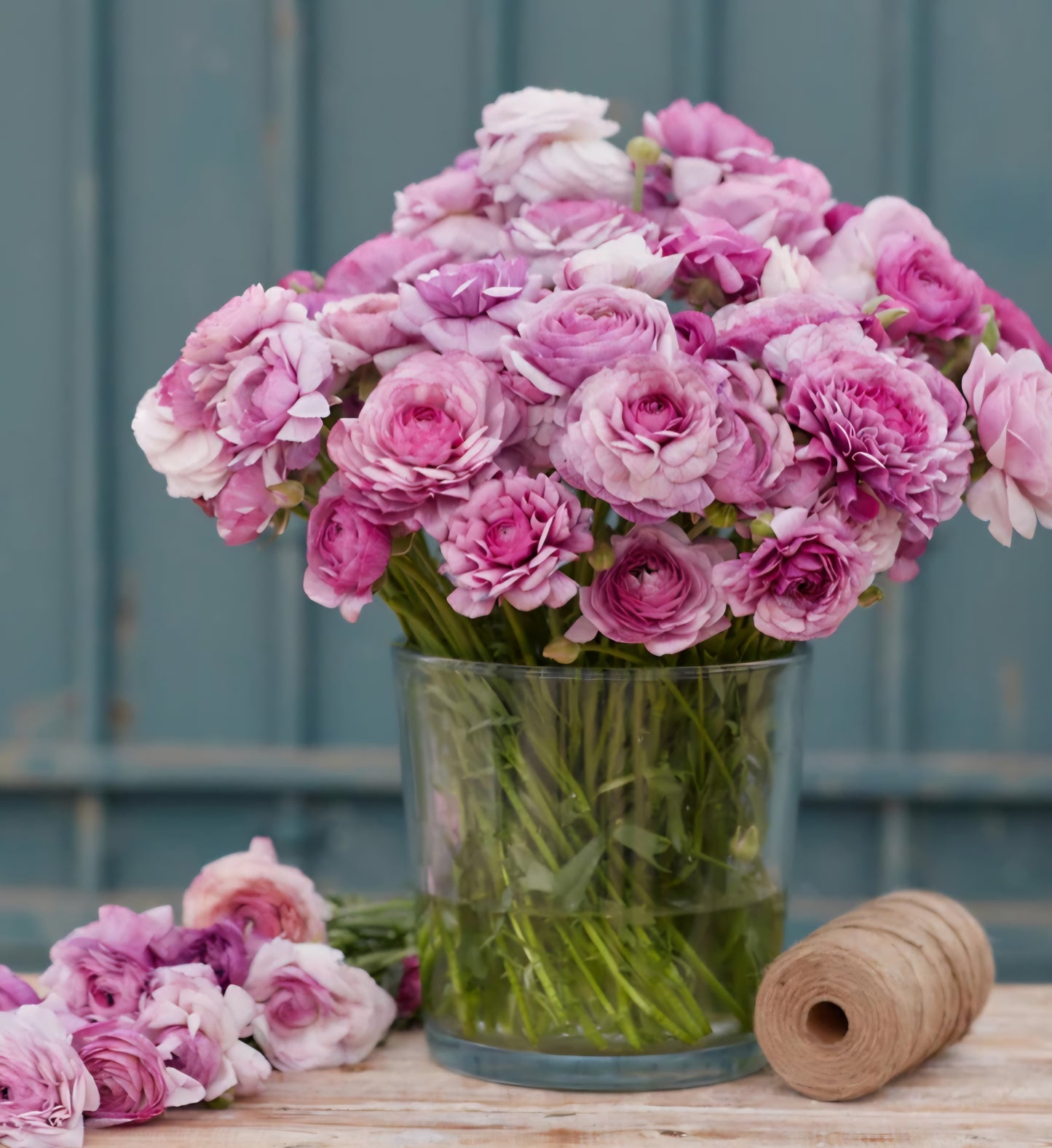 Amandine Purple Jean Ranunculus Corms