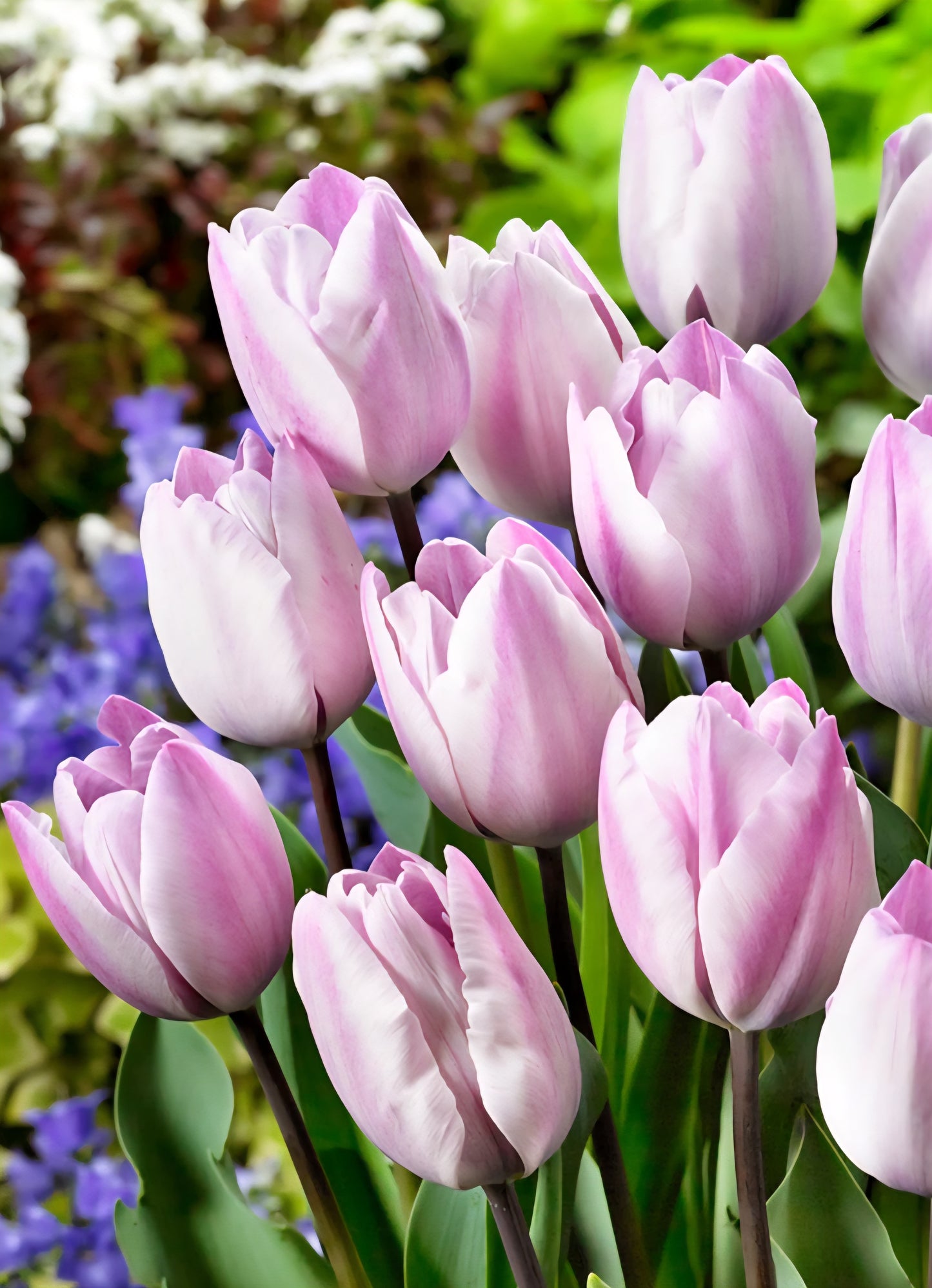 Jacuzzi Tulip Bulbs