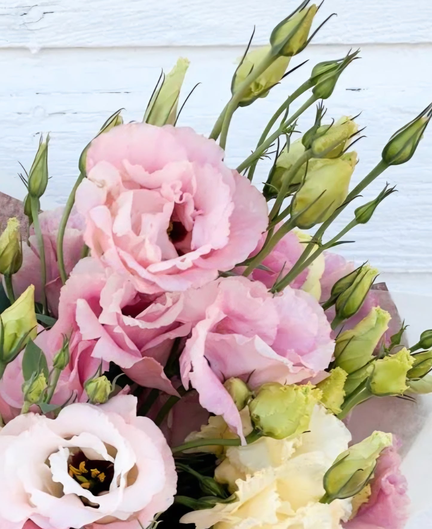 Lisianthus Arena 3 Baby Pink Plugs