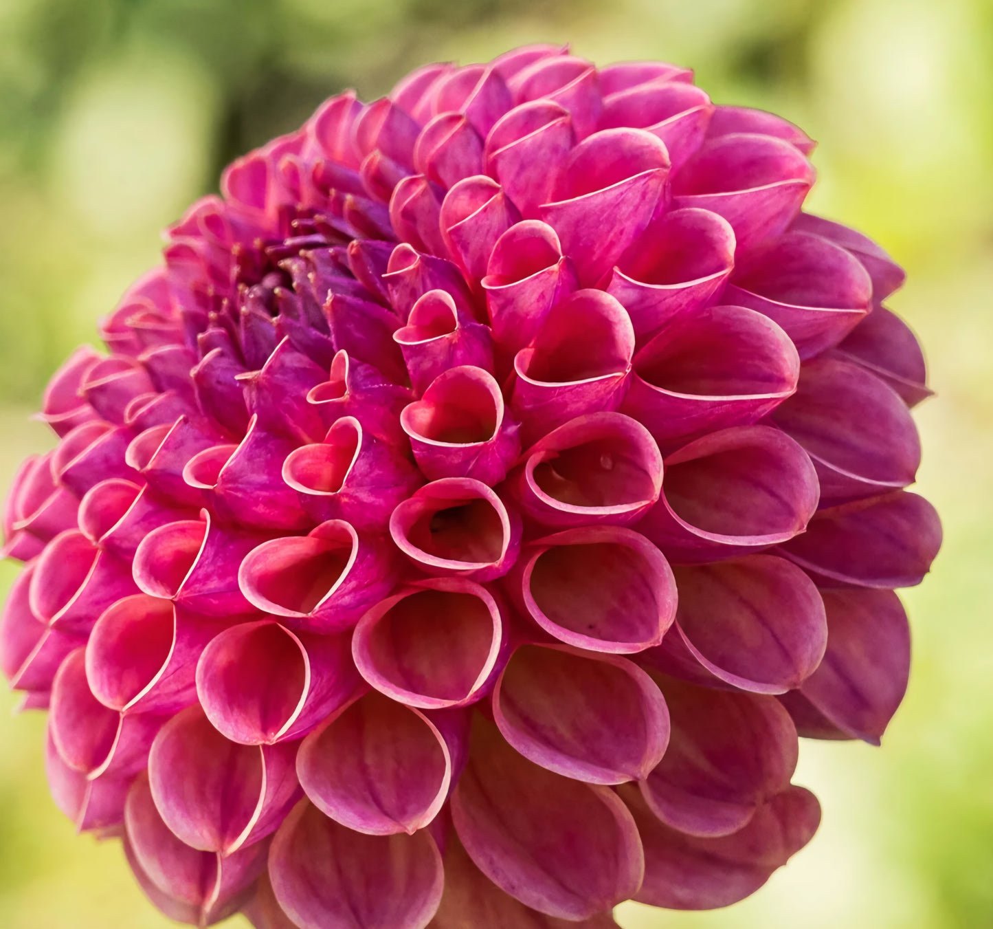 Caitlin's Joy Dahlia Cutting
