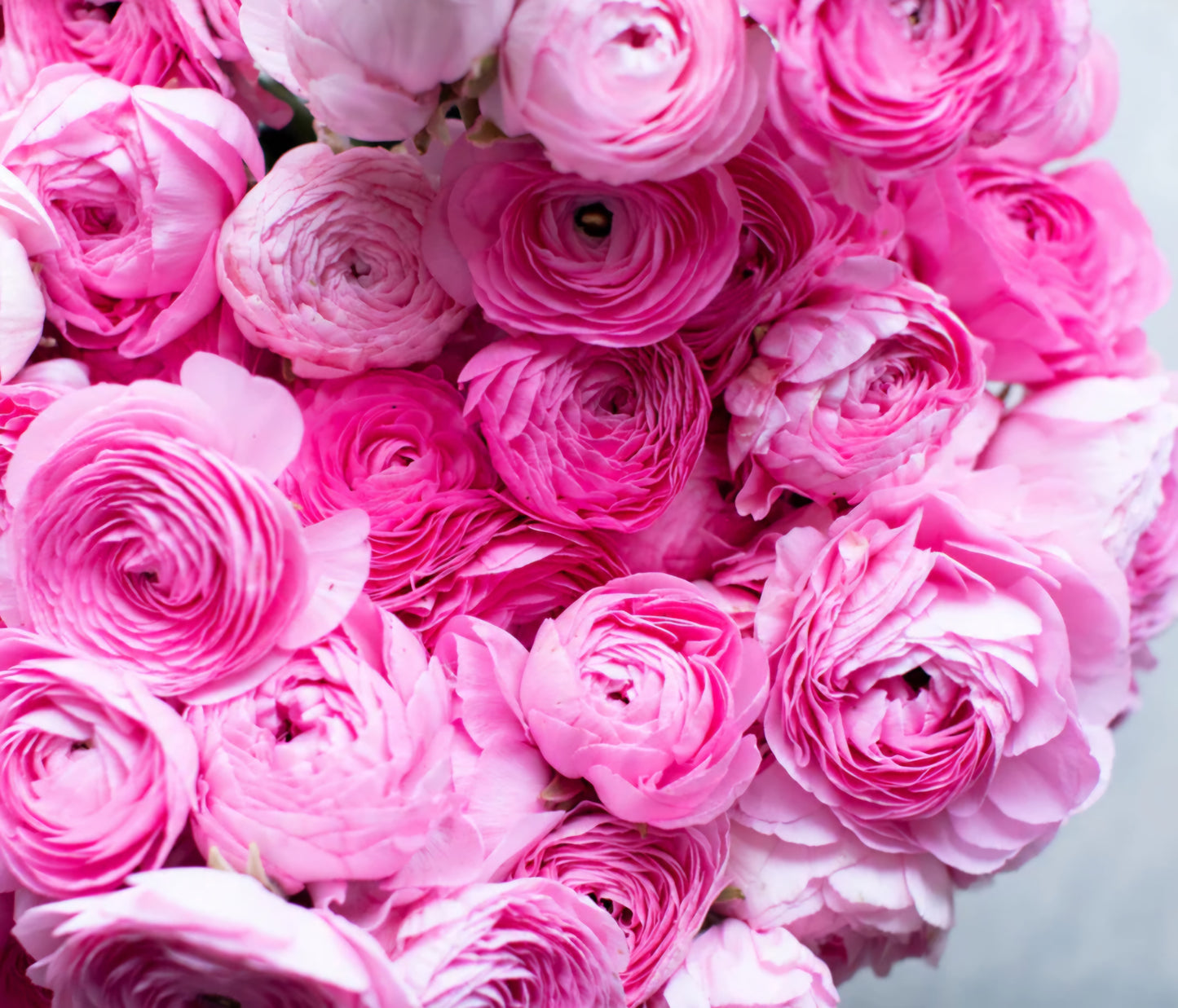 Amadine Pink Barby Ranunculus Corms