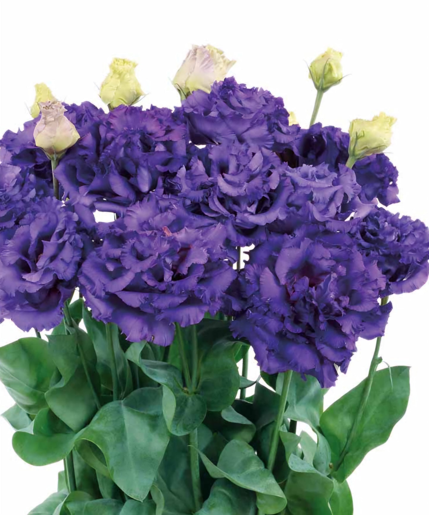 Lisianthus Voyage 2 Blue Plugs (4)