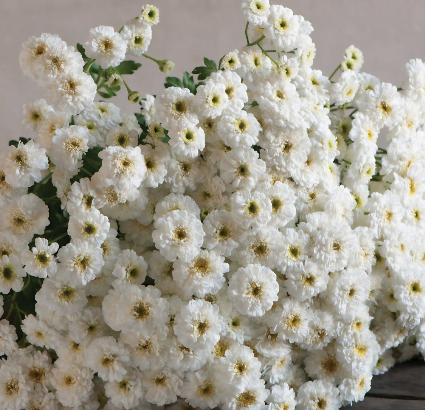 Tetra White Feverfew Plugs