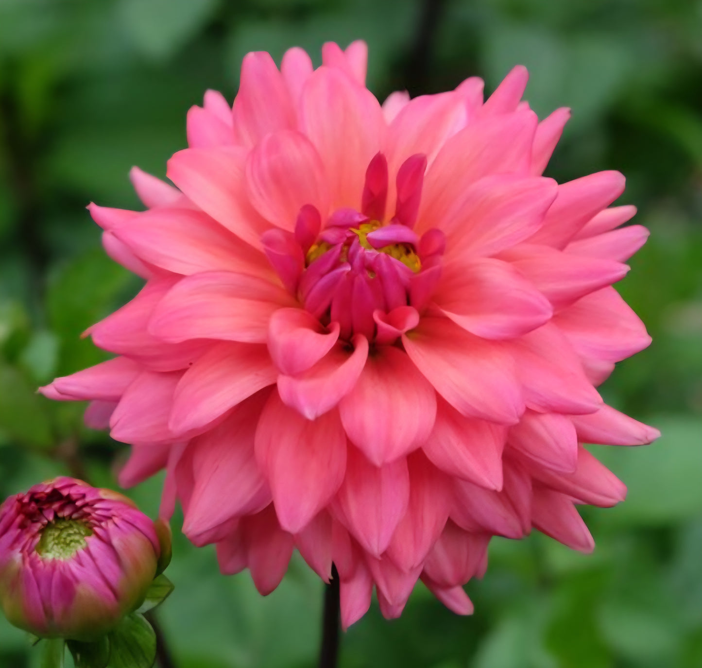 Cheers Dahlia Tuber