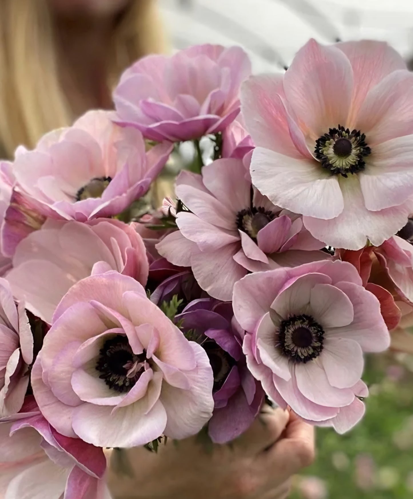 Anemone Mistral Rarity Mix (10)