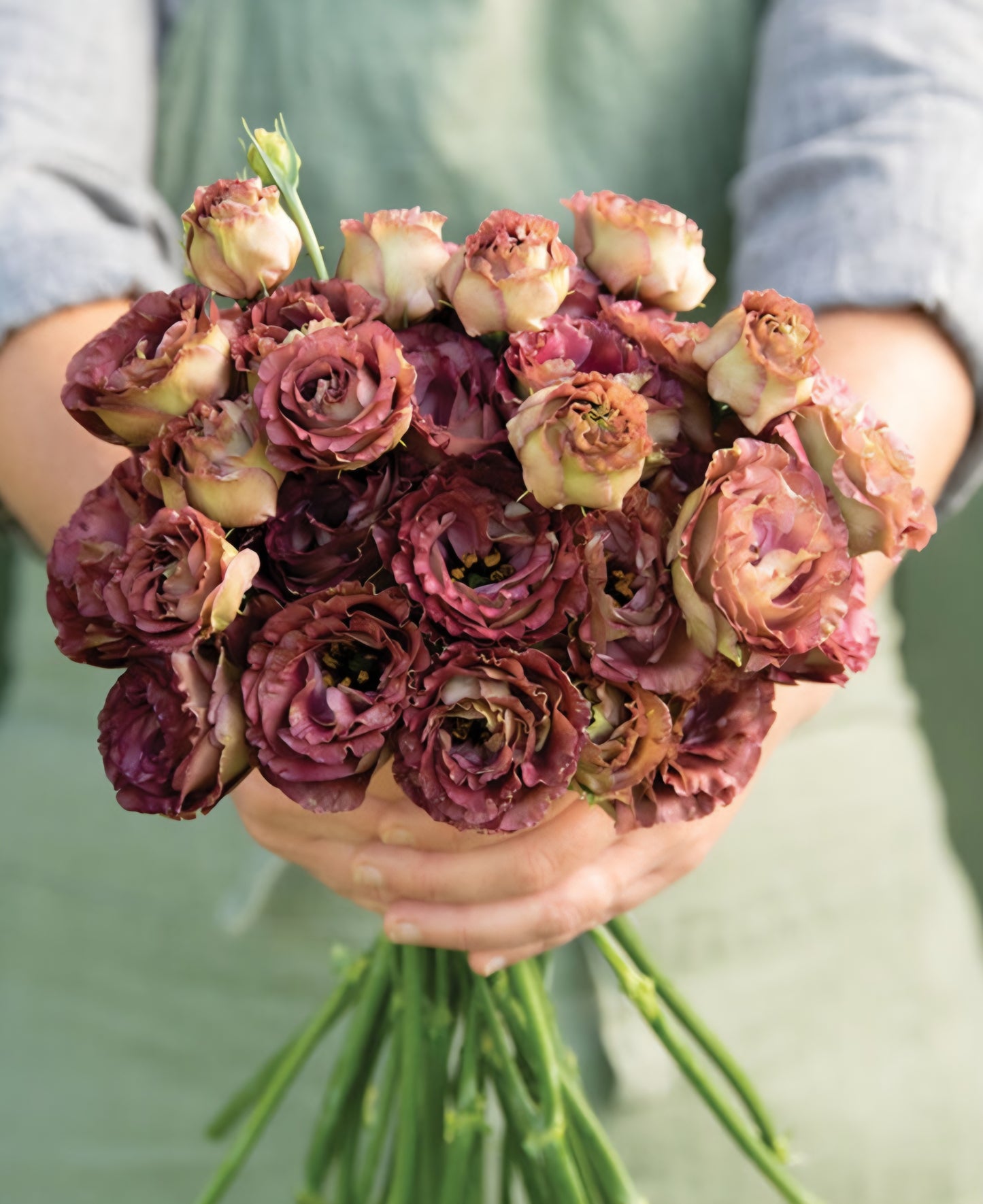 Lisianthus Roseanne Brown Plugs