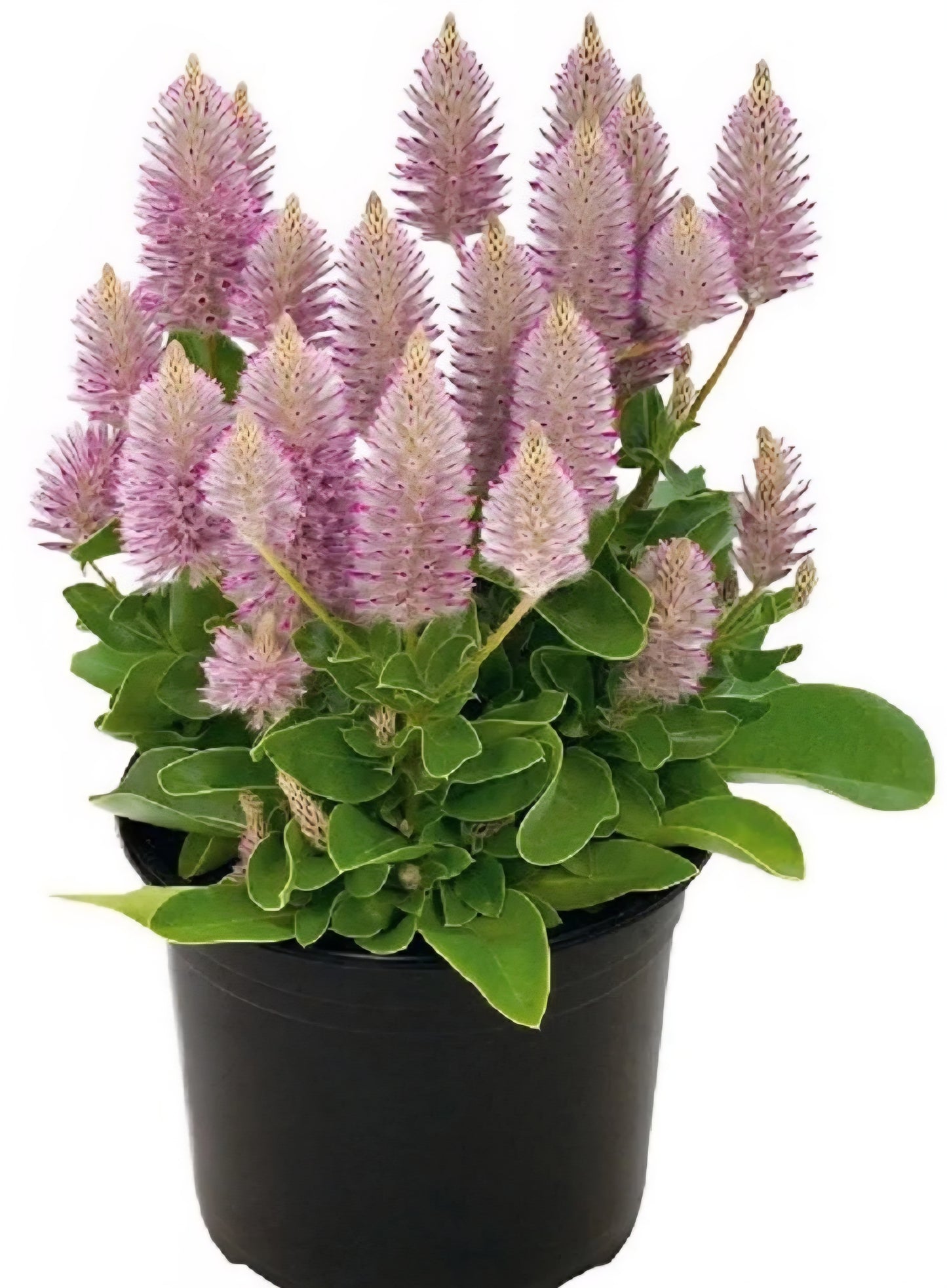 Ptilotus Joey Plugs