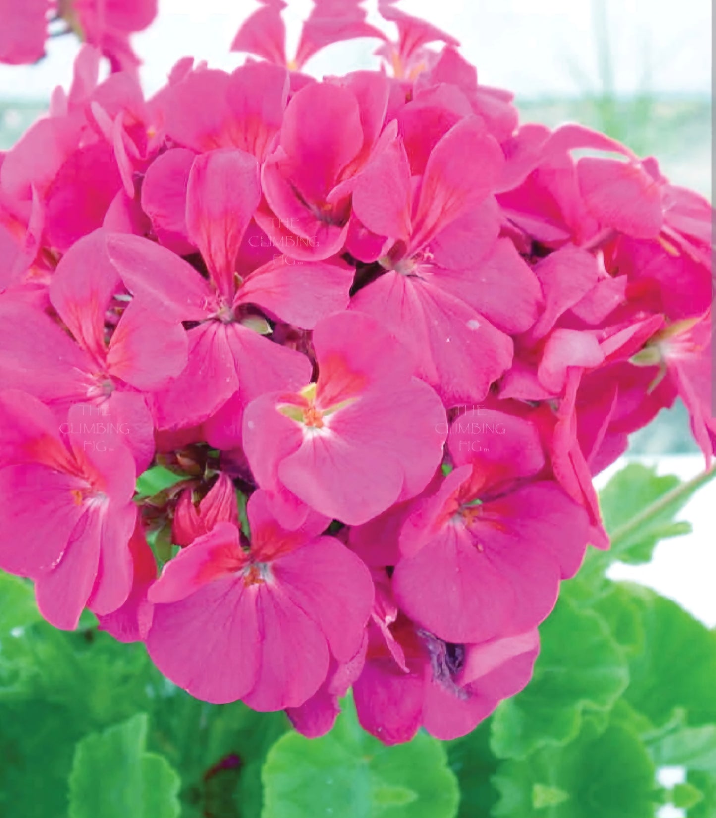 Maverick Pink Geranium
