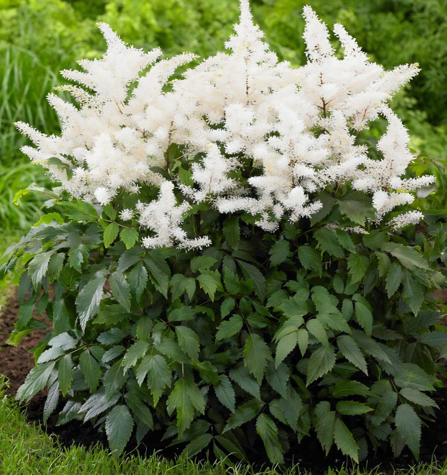 Astilbe Chinensis Visions In White Roots (2)