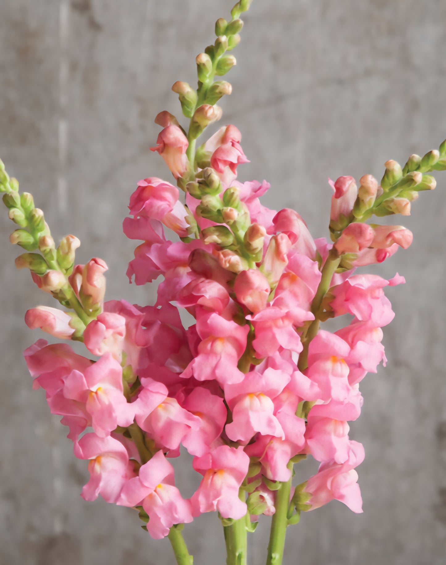 Rocket Pink Snapdragons (4)