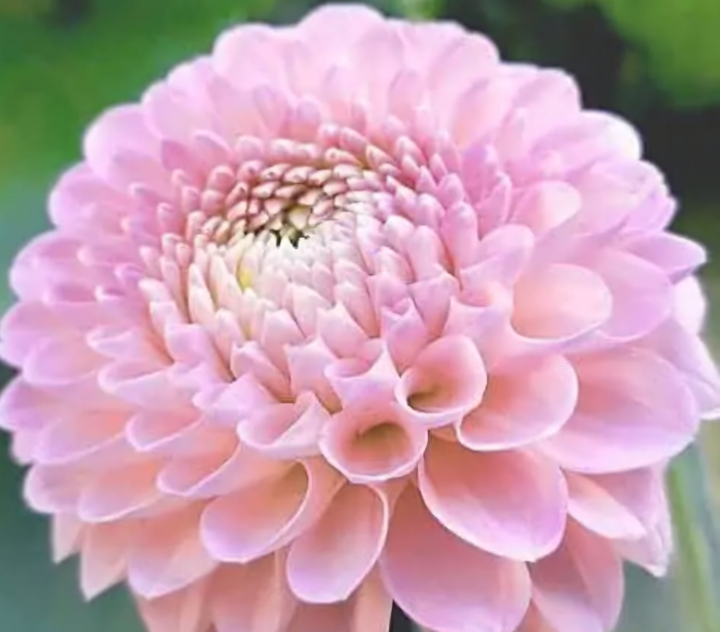 Pink Silk Dahlia Cutting