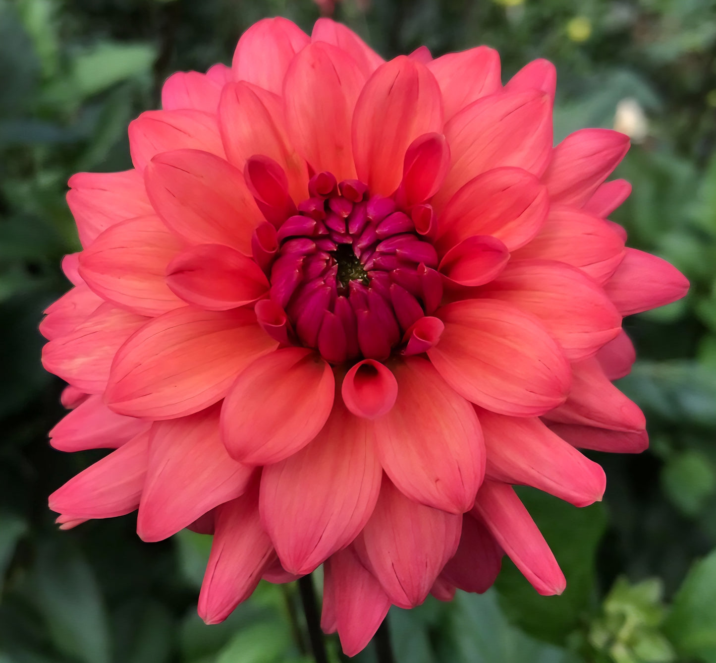 Cheers Dahlia Tuber