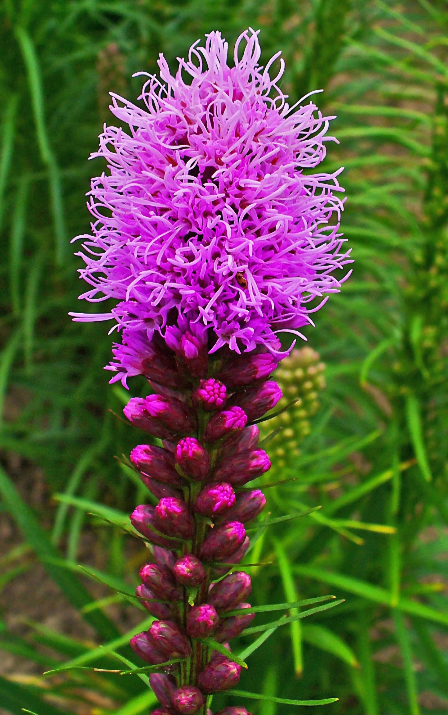 Liatris Spacita Blazing Star Bulbs (10)