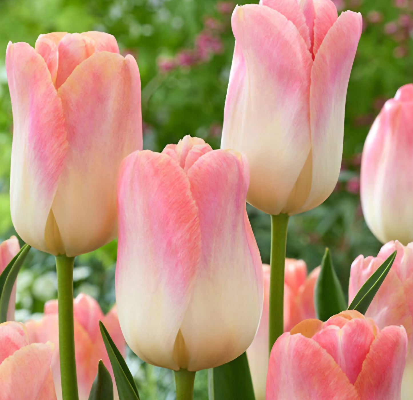 Kunyun Darwin Hybrid Tulip