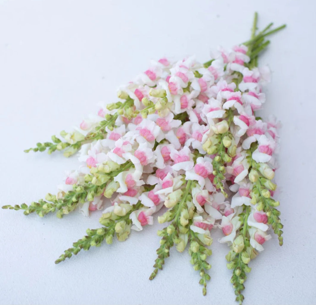 Potomac Apple Blossom Snapdragon Plugs