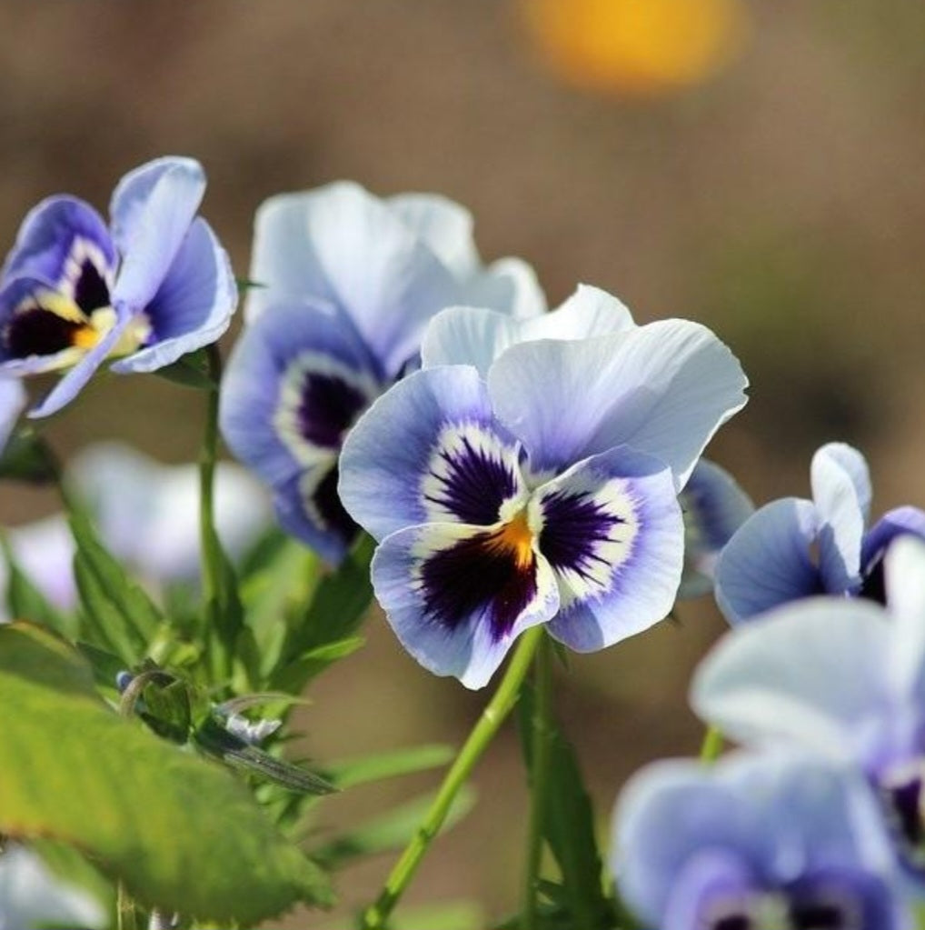 Viola Penny Marina Plugs