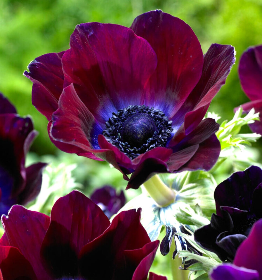 Anemone Italian Mistral Bordeaux