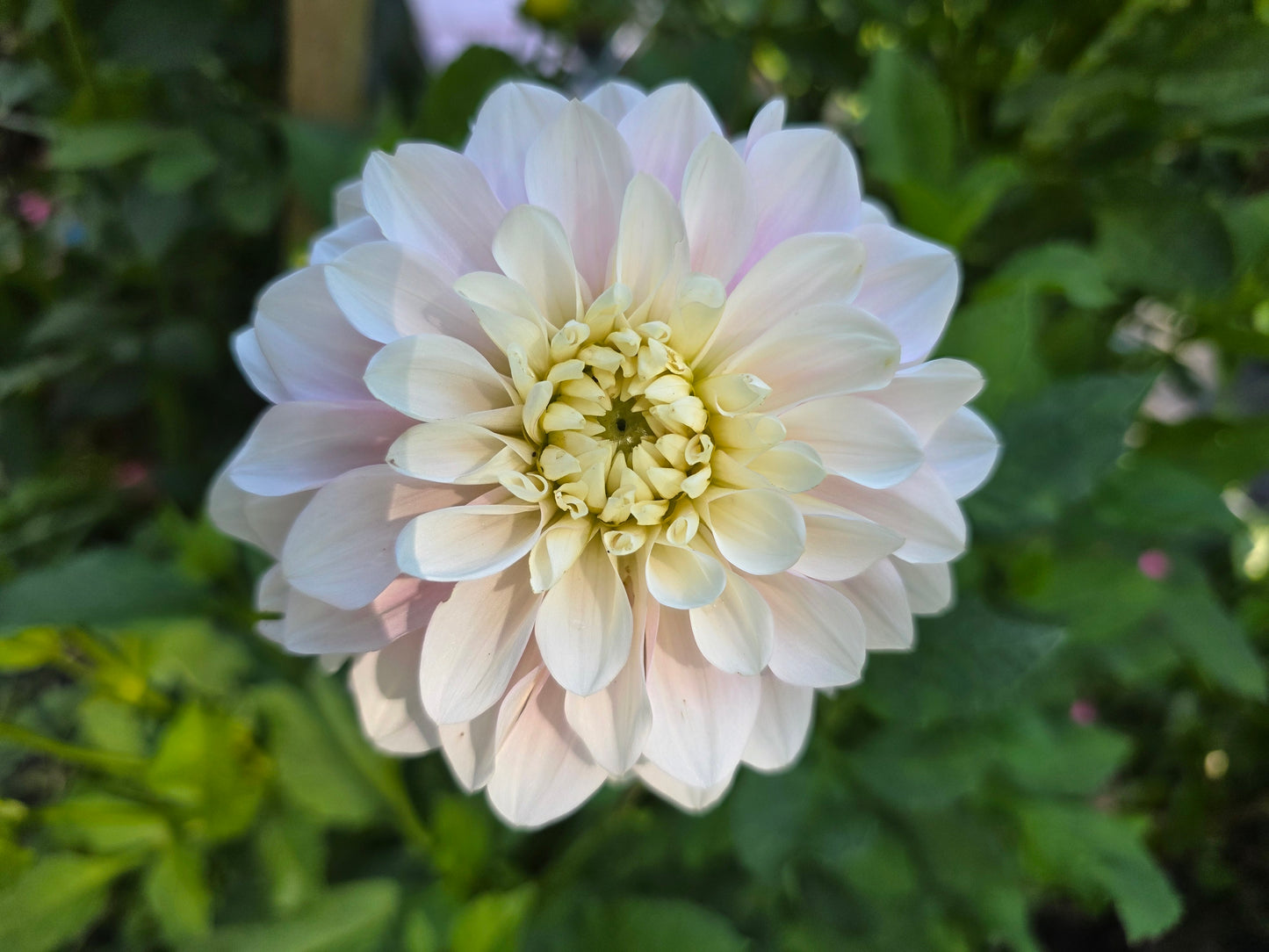 Silver Years Dahlia Tuber