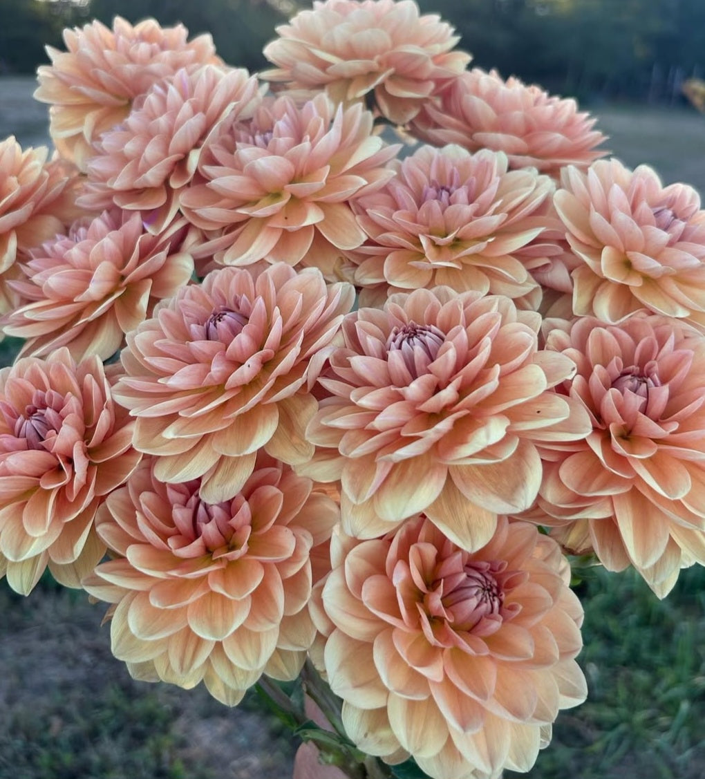 Yelno Harmony Dahlia Cutting