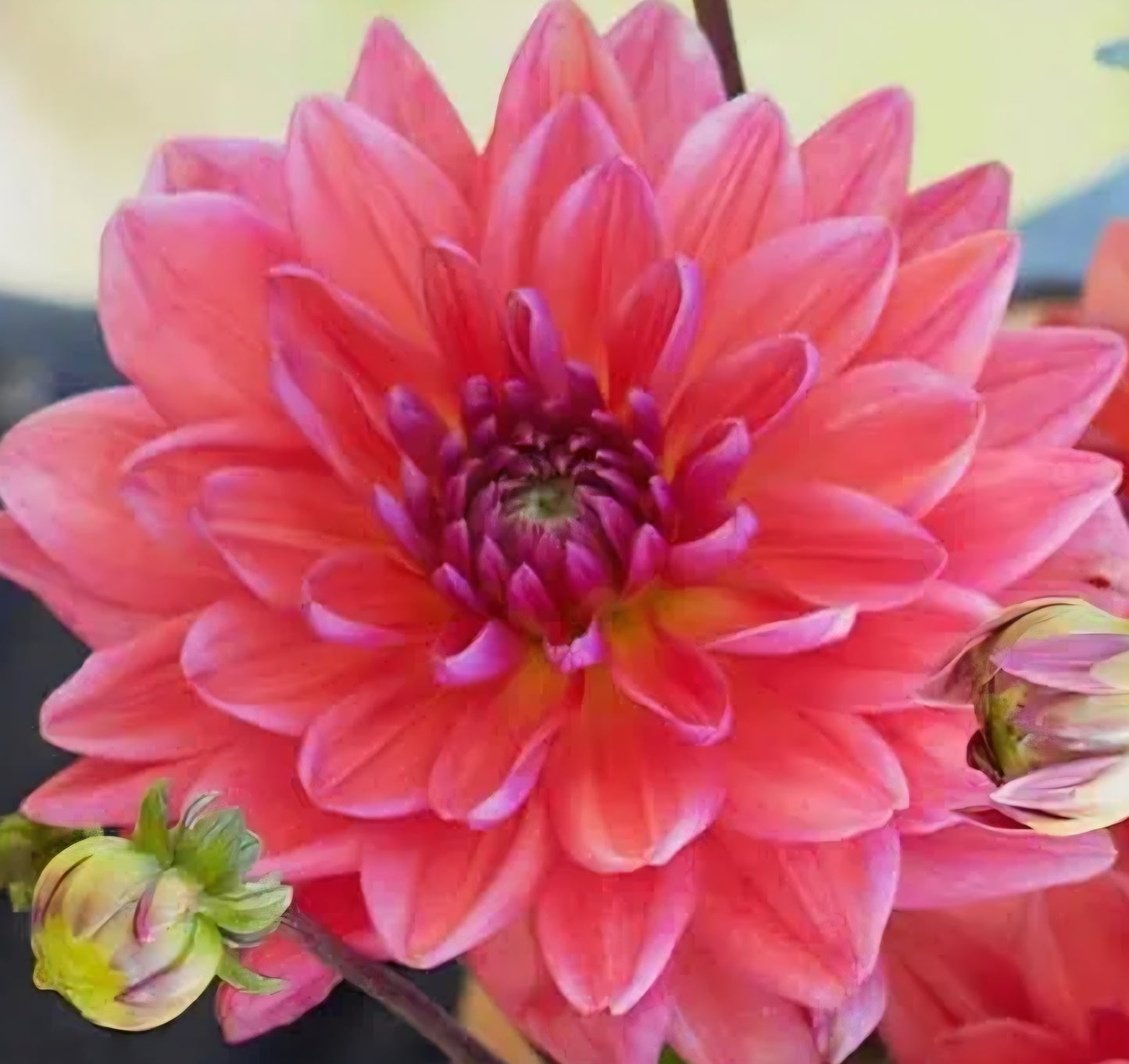 Dutch Pearl Dahlia Cutting