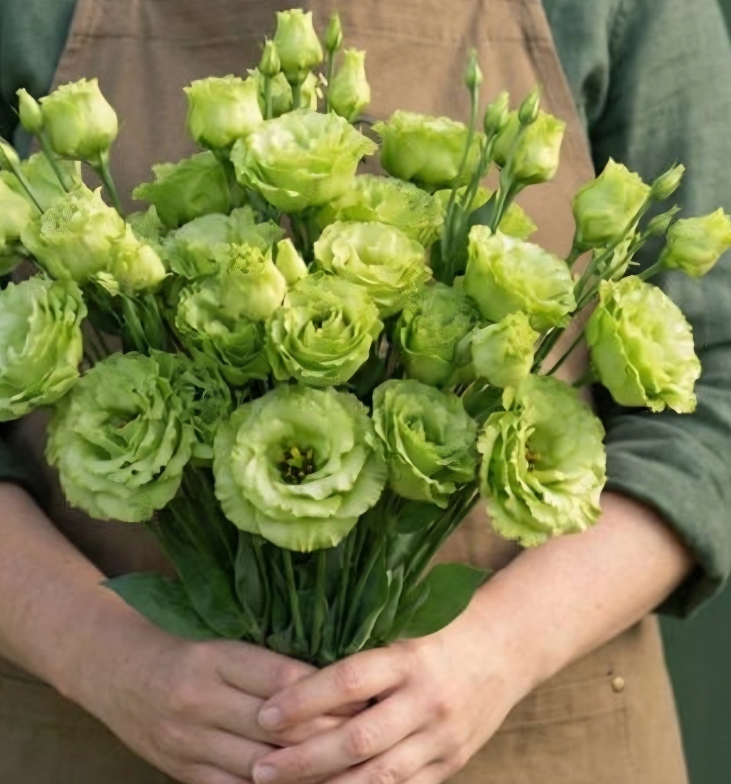 Lisianthus Roseanne Green Plugs