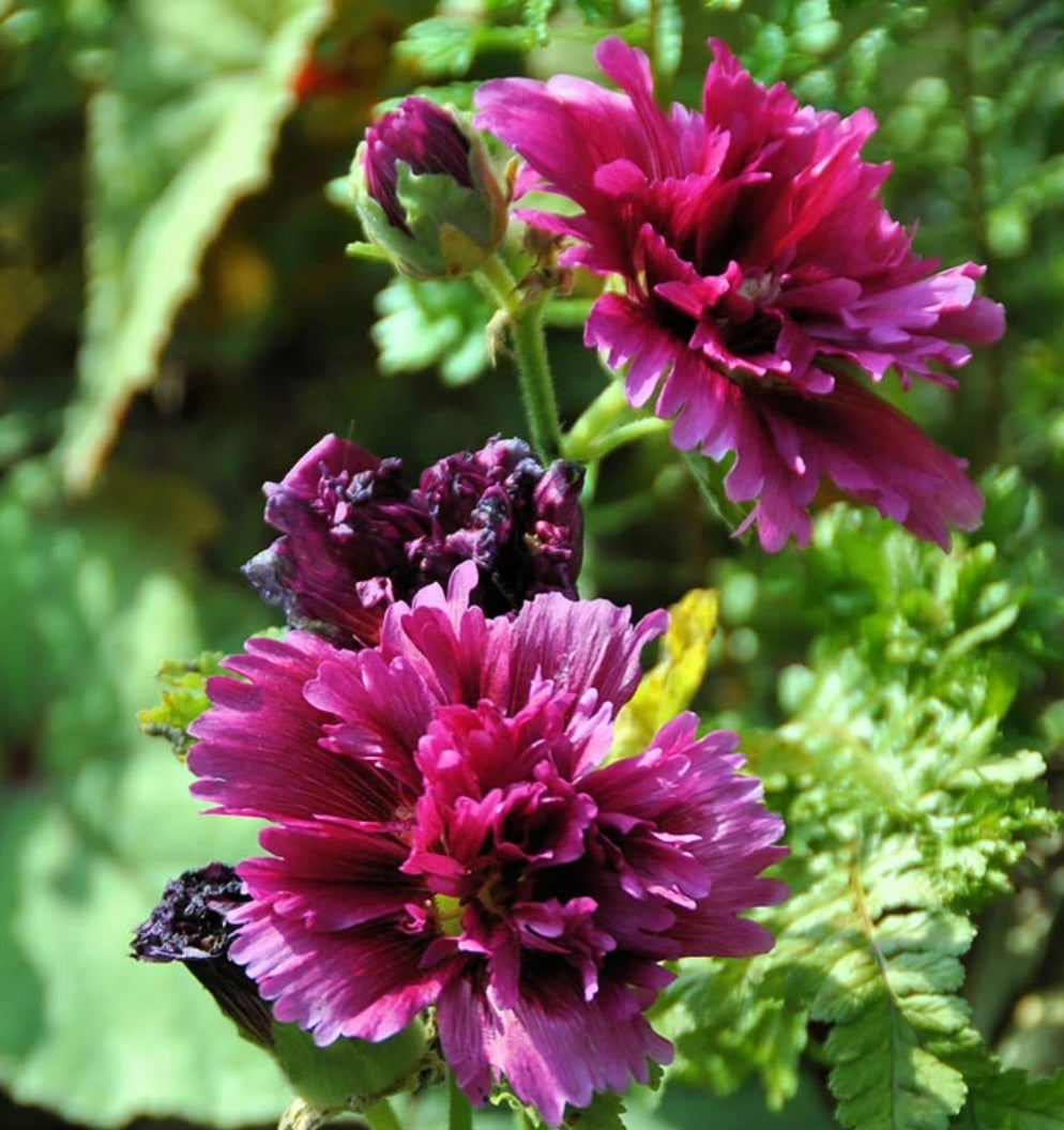 Hollyhock Queeny Purple Plugs
