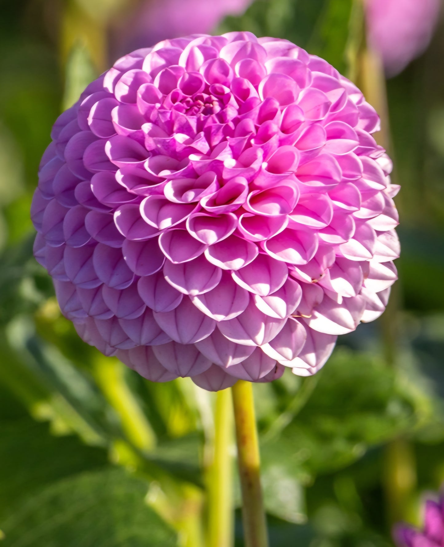 Lipoma Pom Pom Dahlia Tuber