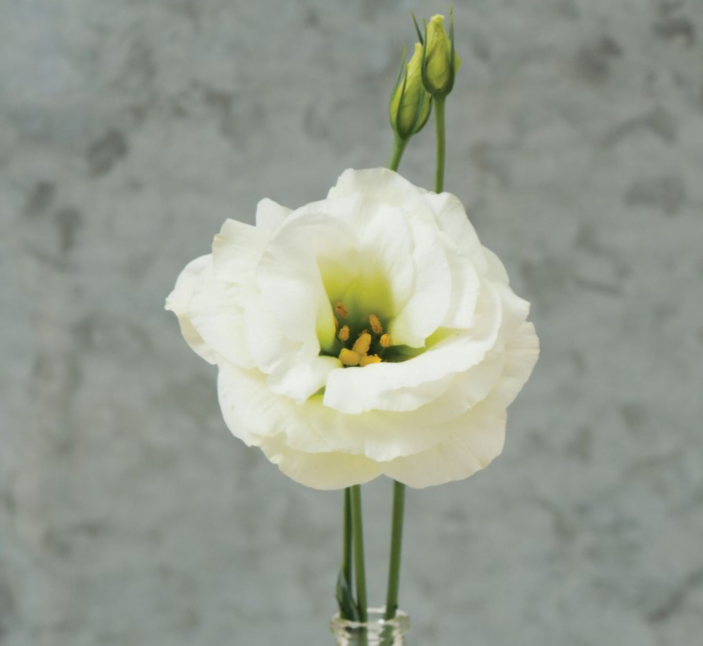 Lisianthus Mariachi Lime Green II Plugs