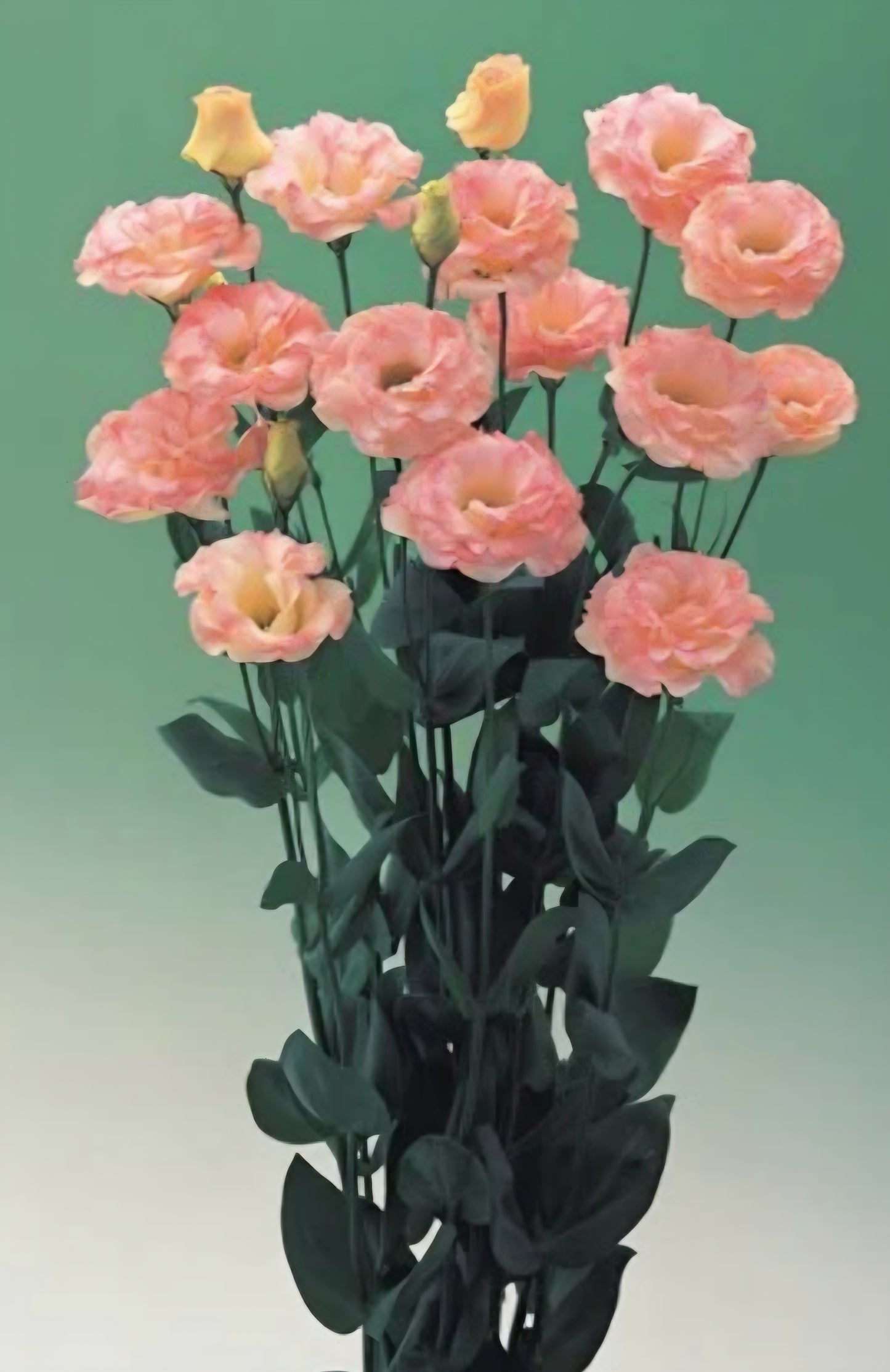 Lisianthus Arena 3 Champagne Plugs