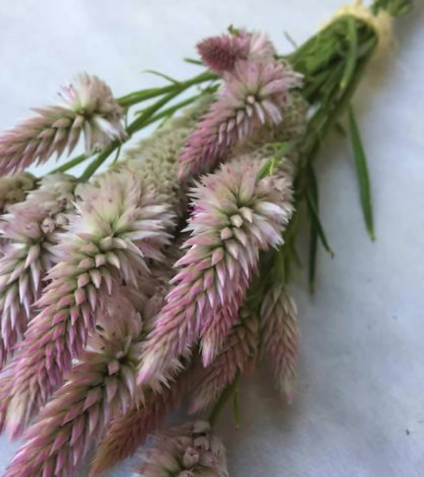 Flamingo Feather Celosia Plugs
