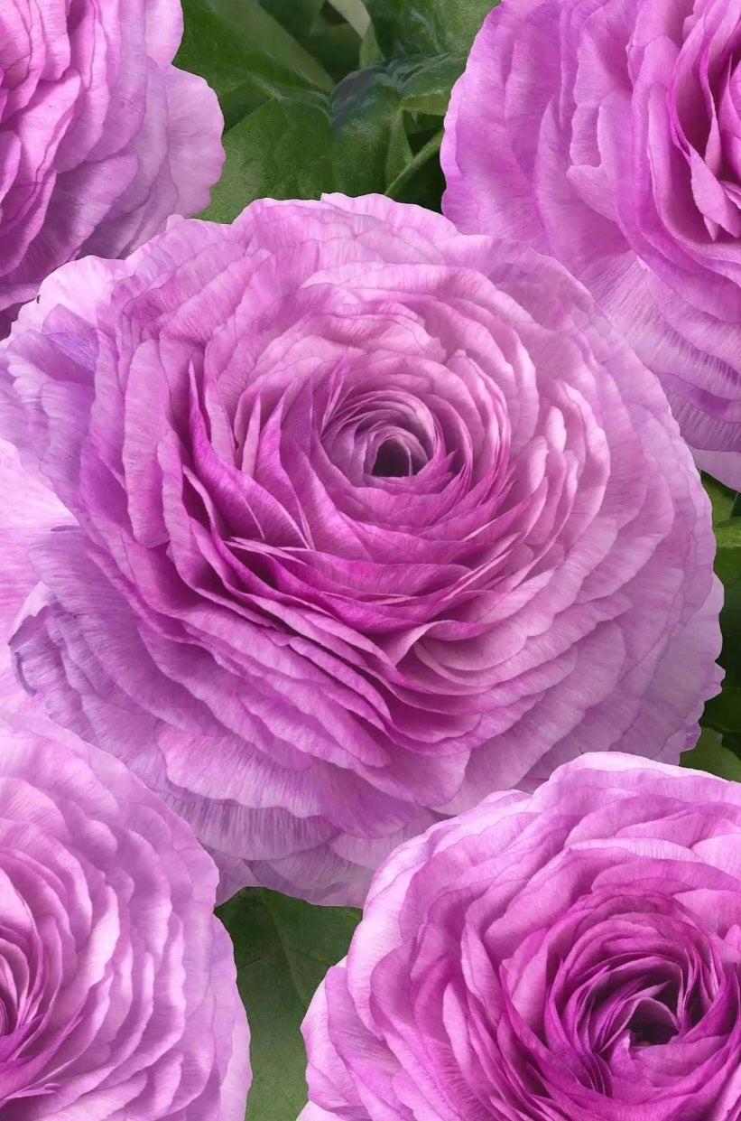 Romance Loubeyres Ranunculus Corms