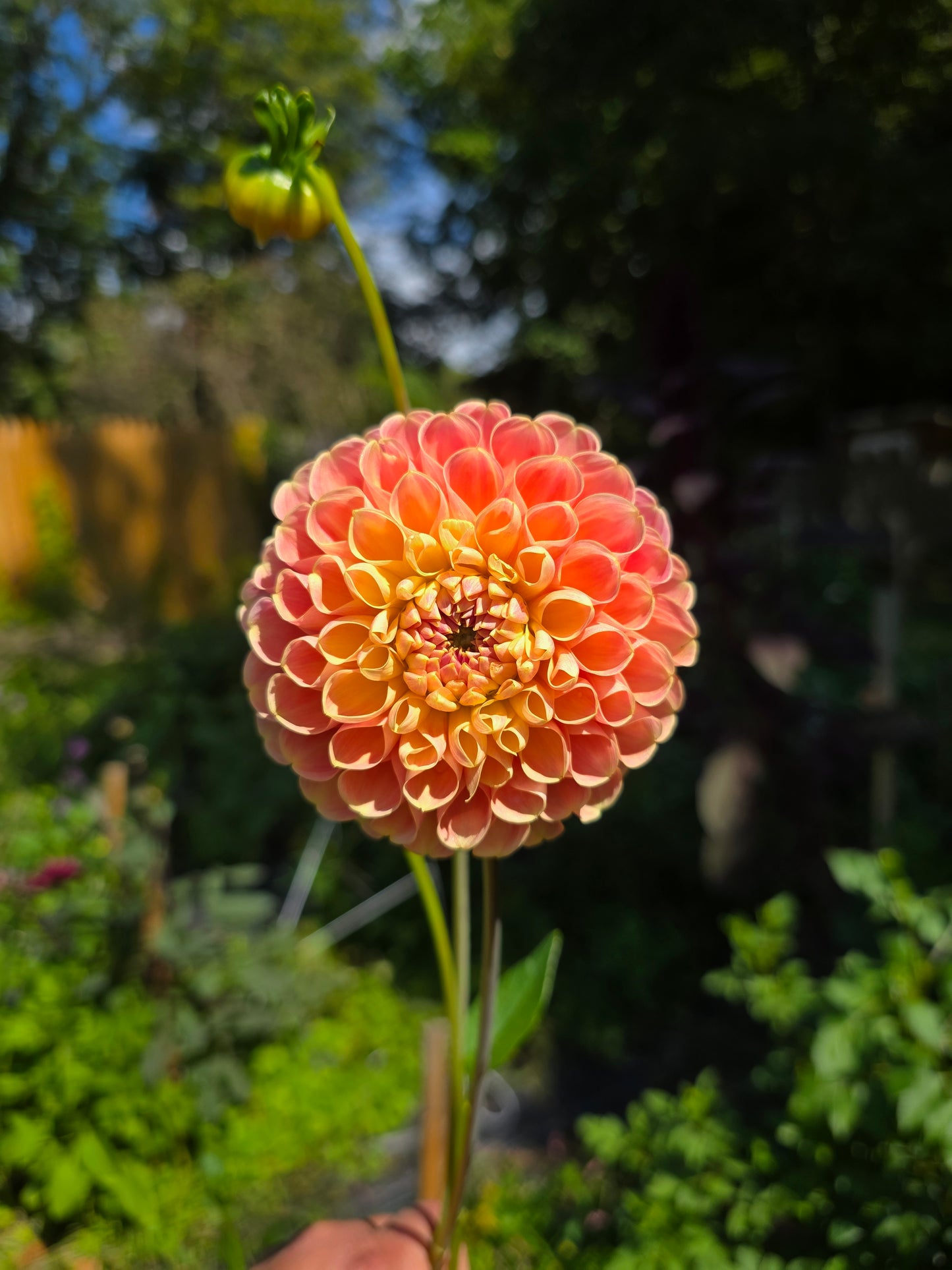 Joey Nickey Dahlia Tuber