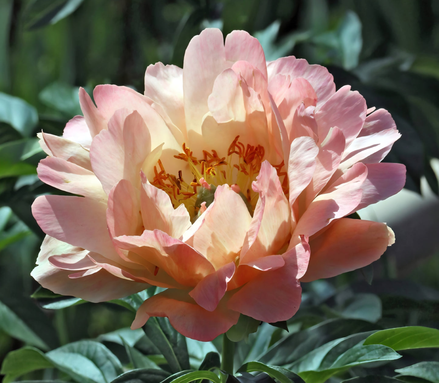 Itoh Canary Brilliants Peony Root
