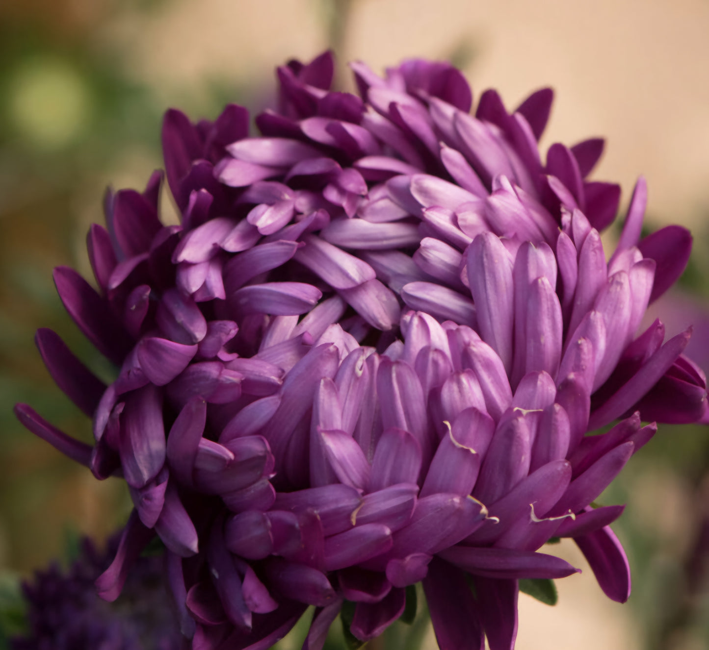 Aster King Tower Violet Plugs (4)