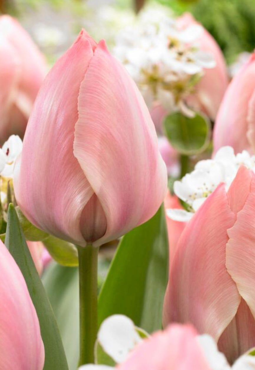 Salmon Van Eijk Darwin Hybrid Tulip Bulbs (10)